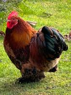 Zeer mooie haan!!!, Dieren en Toebehoren, Pluimvee, Mannelijk, Kip