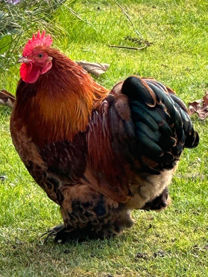 Zeer mooie haan!!!, Dieren en Toebehoren, Pluimvee, Kip, Mannelijk