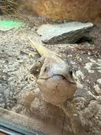 Te koop. Steppevaraan 0,1 bewezen vrouw, Dieren en Toebehoren, Reptielen en Amfibieën, Slang