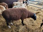 zwartbles ram, Dieren en Toebehoren, Schapen, Geiten en Varkens, Mannelijk, Schaap, 0 tot 2 jaar