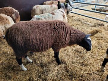 zwartbles ram  beschikbaar voor biedingen