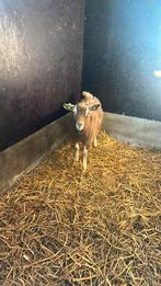 Toggenburger bok, Mannelijk, Geit