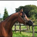 Arabische volbloed merrie te koop!, Dieren en Toebehoren, Paarden, Onbeleerd, Merrie, Gechipt, Minder dan 160 cm