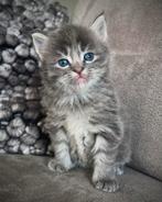 Lieve/mooie kittens, Dieren en Toebehoren, Katten en Kittens | Overige Katten, Meerdere dieren, 0 tot 2 jaar