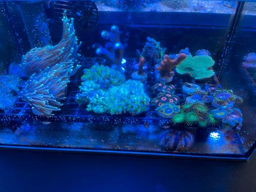 Koraal stekken, Dieren en Toebehoren, Vissen | Aquariumvissen, Zoutwatervis, Overige typen