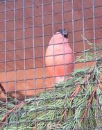 Goudvinken mannen, Dieren en Toebehoren, Vogels | Overige Vogels, Mannelijk, Wildzangvogel, Geringd