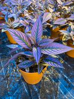 Strobilanthus persian shield, Ophalen of Verzenden, Halfschaduw, Minder dan 100 cm