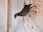 Grondvogel /vogel patrijs, Mannelijk, Geringd