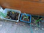 Yucca 5 stekken, Ophalen of Verzenden, Zomer, Overige soorten, Volle zon
