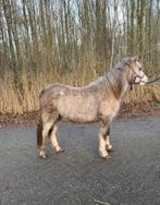 Super brave welsh met echte raskenmerken., Dieren en Toebehoren, Ruin, A pony (tot 1.17m), Ontwormd, 0 tot 2 jaar