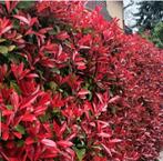 Glansmispel,red robin,apenboom,lauriehaag, Tuin en Terras, Bloempotten, Ophalen, Overige materialen, Nieuw, Minder dan 25 cm