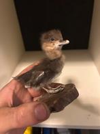 Baby eendje, Verzamelen, Dierenverzamelingen, Ophalen of Verzenden, Beeldje of Figuurtje