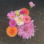 Dahlia plukbloemen, Kalebassen, en verse groentes, Tuin en Terras, Planten | Tuinplanten, Ophalen, Volle zon, Groenteplanten, Eenjarig