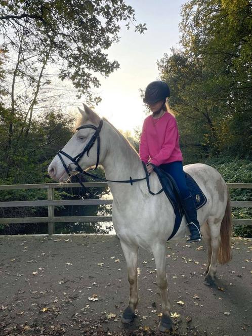 Verzorger / bijrijder aangeboden, Dieren en Toebehoren, Paarden en Pony's | Overige Paardenspullen, Ophalen of Verzenden