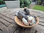 Gratis af te halen Swenne postduiven, Dieren en Toebehoren, Vogels | Duiven, Meerdere dieren, Postduif