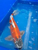 Beni kikokuryu van 49 cm, Karper of Koi