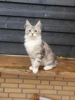 Mooie maine coon kater met stamboom, Dieren en Toebehoren, Katten en Kittens | Raskatten | Langhaar, Meerdere dieren, Gechipt