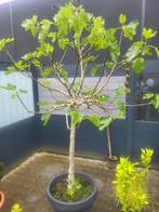Ficus Carica boom, Overige soorten, 100 tot 250 cm, Ophalen, Volle zon