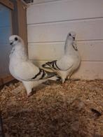 Italiaanse Meeuwen, Dieren en Toebehoren, Vogels | Duiven, Meerdere dieren, Overige soorten