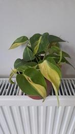 Philodendron brasil, Huis en Inrichting, Kamerplanten, Ophalen of Verzenden