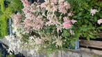 Astilbe, Vaste plant, Halfschaduw, Zomer, Ophalen