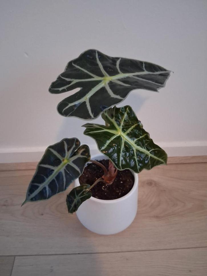 Alocasia Frydek in pot, Huis en Inrichting, Kamerplanten, Overige soorten, Minder dan 100 cm, Groene kamerplant, Halfschaduw, In pot