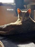 Kitten, Dieren en Toebehoren, Katten en Kittens | Raskatten | Korthaar, Poes, Ontwormd, 0 tot 2 jaar