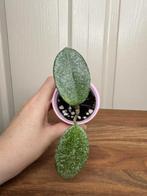 Hoya carnosa nova ghost klein, Huis en Inrichting, Ophalen of Verzenden, Overige soorten, Halfschaduw, Minder dan 100 cm