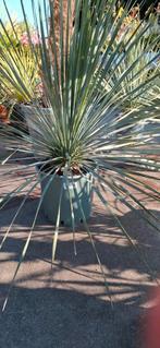 Yucca rostrata palmsoort winterhard., Ophalen, Volle zon, Overige soorten, Minder dan 100 cm