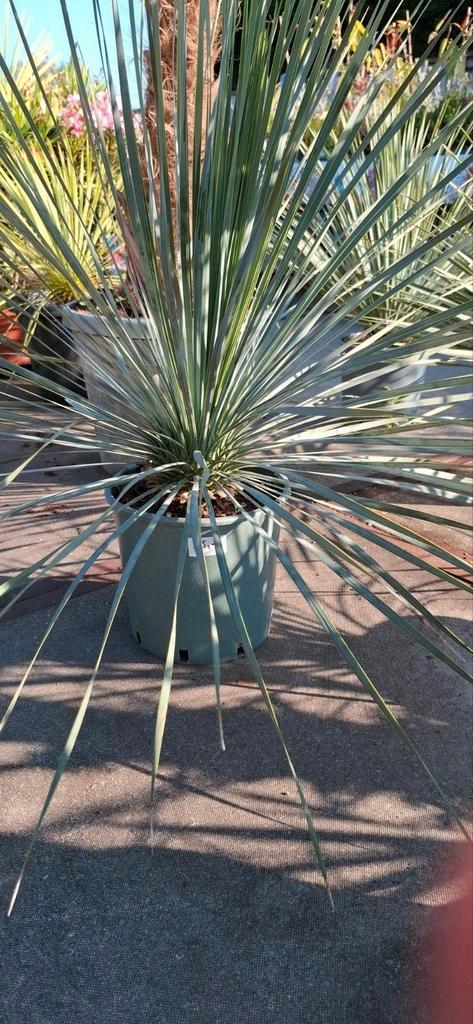 Yucca rostrata palmsoort winterhard., Tuin en Terras, Planten | Bomen, Overige soorten, Minder dan 100 cm, Volle zon, Ophalen