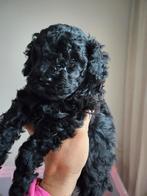 Toypoedel pup met fci stamboom, Dieren en Toebehoren, Poedel, Reu, 8 tot 15 weken, Eén hond