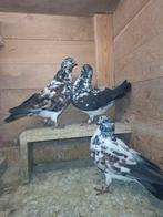 Sierduiven duitse show tipplers., Dieren en Toebehoren, Meerdere dieren, Overige soorten