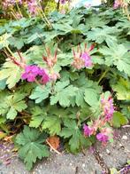 Veel stekken Ooievaarsbek-Geranium macrorrhizum, €1,75 ps, Volle zon, Vaste plant, Lente, Ophalen
