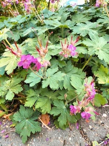 Veel stekken Ooievaarsbek-Geranium macrorrhizum, €1,75 ps beschikbaar voor biedingen
