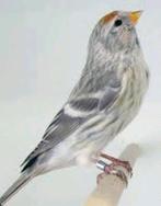 Noordse barmsijs poppen en/of Noordse barmsijs jongen, Meerdere dieren, Wildzangvogel, Geringd