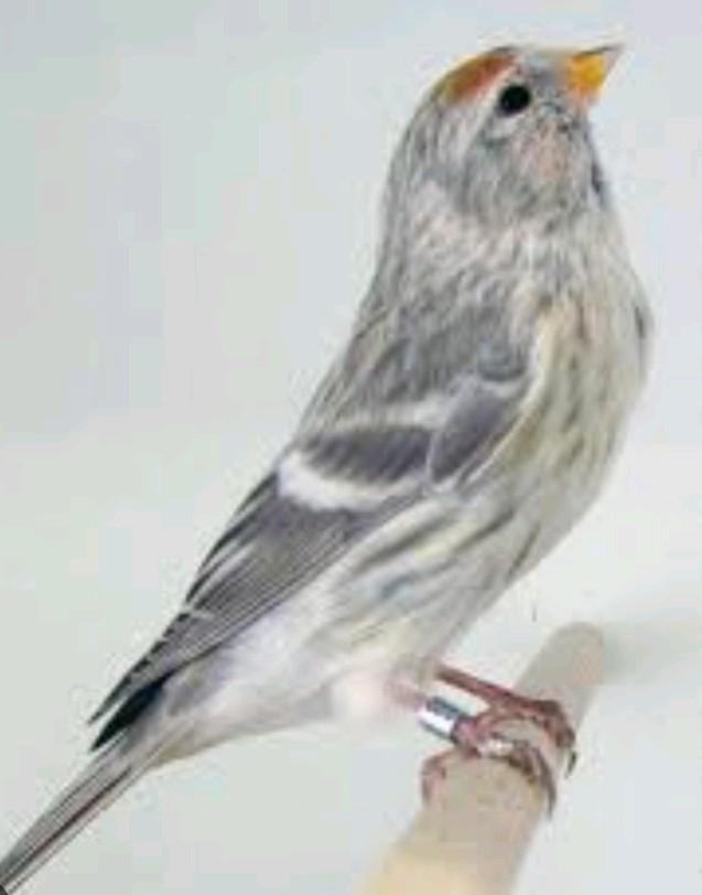 Noordse barmsijs poppen en/of Noordse barmsijs jongen, Dieren en Toebehoren, Vogels | Overige Vogels, Wildzangvogel, Meerdere dieren