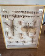 Prachtige Vitrine Met Wandelende Takken & Insecten, Wandelende tak