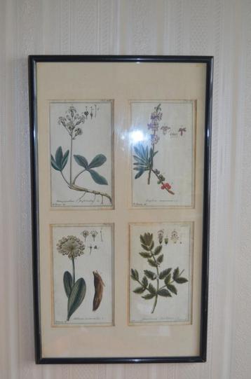 Lijst met 4 afb. van planten/kruiden waars. handgekleurd beschikbaar voor biedingen