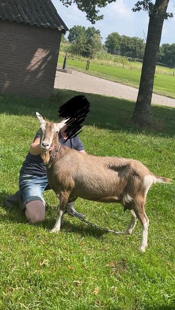 Toggenburger geit beschikbaar voor biedingen