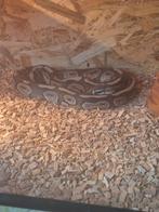 Python black pastel, Slang, 0 tot 2 jaar