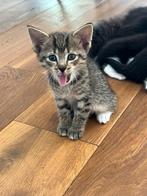Twee super mooie kittens te koop, Dieren en Toebehoren, Katten en Kittens | Overige Katten, Meerdere dieren