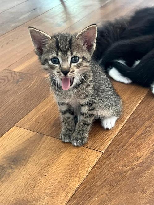 Twee super mooie kittens te koop, Dieren en Toebehoren, Katten en Kittens | Overige Katten, Meerdere dieren