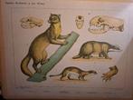 Oude schoolplaat dieren, Ophalen, Natuur en Biologie