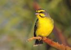 Mozambique sijzen, Dieren en Toebehoren, Meerdere dieren, Geringd, Tropenvogel