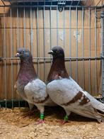 Wener Hoogvliegers, Dieren en Toebehoren, Meerdere dieren, Tuimelaar of Roller