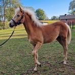 Haflinger merrie veulen, Dieren en Toebehoren, Merrie, Minder dan 160 cm, Recreatiepaard, 0 tot 2 jaar