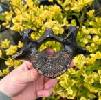 Laatste lendewervel steppewisent Noordzee, Verzamelen, Mineralen en Fossielen, Ophalen of Verzenden, Fossiel