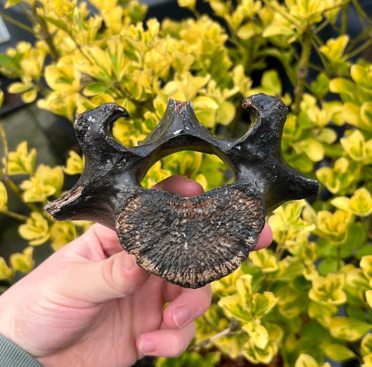 Laatste lendewervel steppewisent Noordzee, Verzamelen, Mineralen en Fossielen, Fossiel, Ophalen of Verzenden