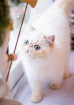 Cream-lynx point himalaya exo, Kater, Gechipt, 0 tot 2 jaar