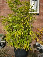 Pseudosasa japonica - Japanse Pijlbamboe, Tuin en Terras, Planten | Tuinplanten, Ophalen, Vaste plant, Siergrassen, Bloeit niet